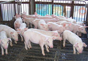 养猪场重视消毒 猪病无忧