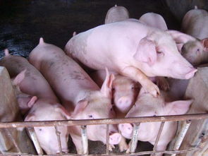 图片,海量精选高清图片库 江苏鸿达仔猪养殖场