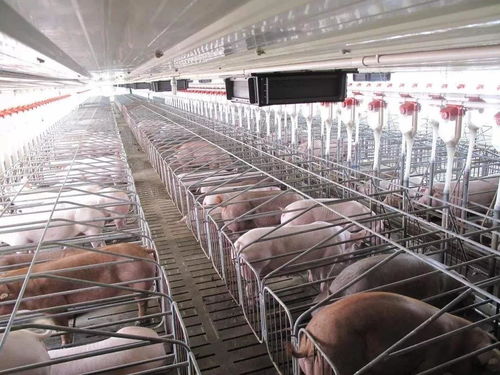 农业农村部 生猪养殖场户购置农机装备应补尽补