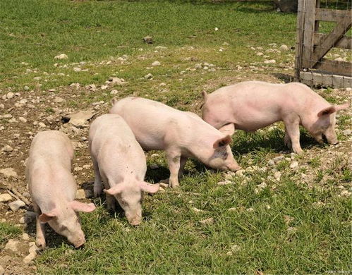 猪场预防非洲猪瘟提高猪群免疫力最有效措施