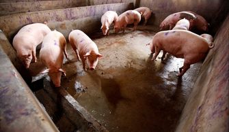 非洲猪瘟影响,猪肉价格成倍上涨,养猪户们该如何把握机遇