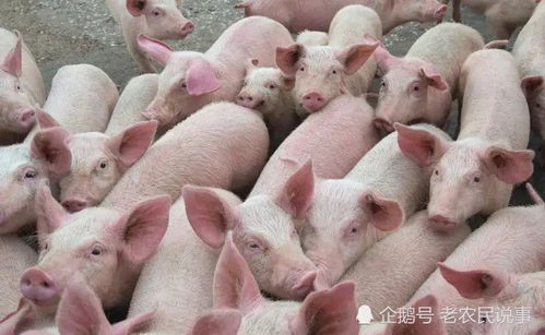 猪肉价格持续下降,养猪成本却在上涨,现在养猪还来得及吗