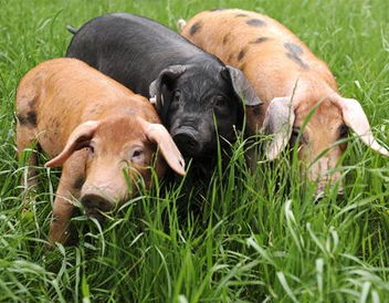 杭州有种吃草的绿色 生态 猪
