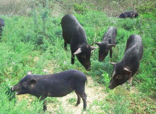 金岭牧业森林猪养殖场