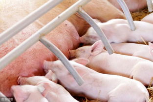 说起养猪保育阶段很关键,把握好此阶段,就是养猪成功的重要标志