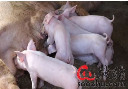 万科跨出养猪实质步伐 在山东东营建345亩生猪养殖基地