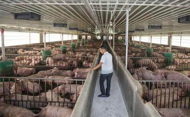 大型生猪养殖企业纷纷扩大规模,促成2018年猪价下跌趋势